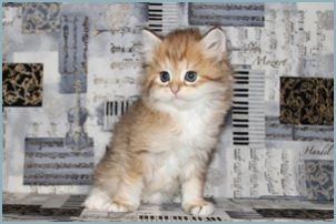 Female Siberian Kitten from Deedlebug Siberians